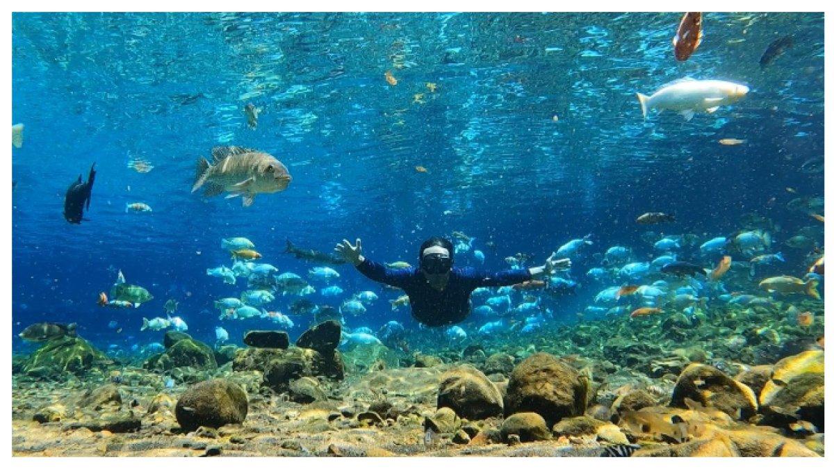 WAHANA LATIHAN SNORKELING: Pengunjung Sangat Antusias Snorkeling di Umbul Ponggok