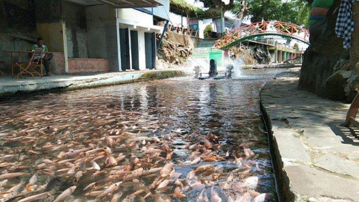 WISATA KLATEN: Suasana sungai di objek wisata Watergong yang penuhi jutaan ikan nila dan koi yang berada di Dukuh Pusur, Desa Karanglo, Kecamatan Polanharjo, Kabupaten Klaten, Jumat (23/10/2020).