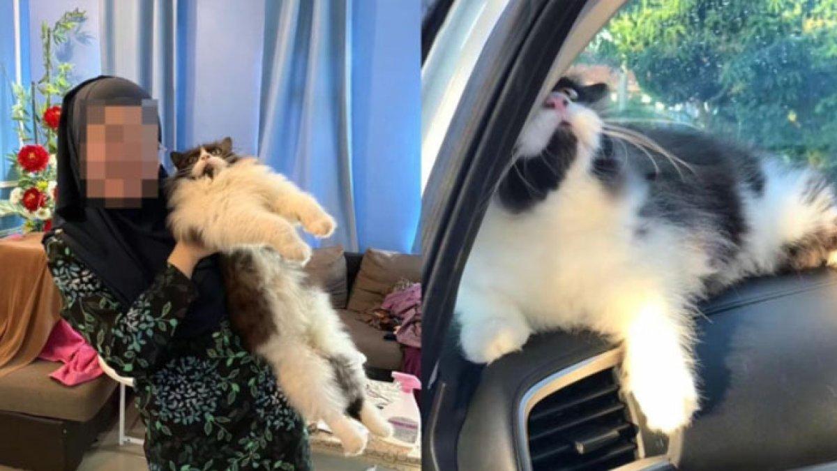 Wanita ini syok menemukan kucing kesayanganya mati di dalam mobil, ia menduga peliharaannya tersebut jadi korban pembunuhan yang kejam