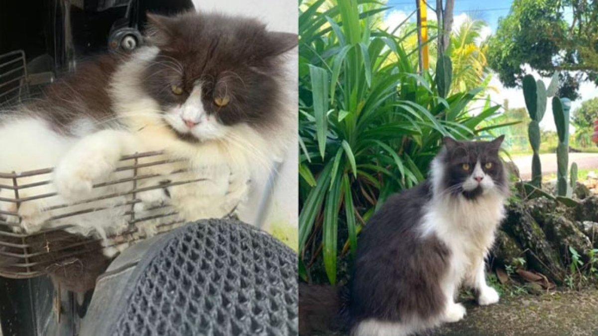 Wanita ini syok menemukan kucing kesayanganya mati di dalam mobil, ia menduga peliharaannya tersebut jadi korban pembunuhan yang kejam