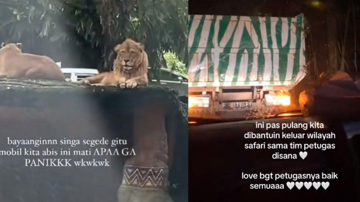 Tangkapan layar video viral mobil pengunjung Taman Safari mogok dekat area kandang Singa.