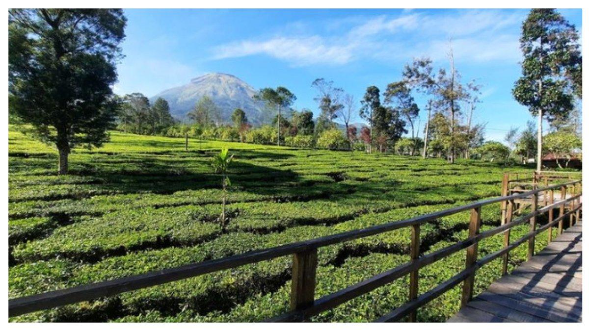 WISATA KEBUN TEH TAMBI - Kebun Teh Tambi, surga hijau dengan panorama alam menawan dan spot selfie yang instagramable, sempurna untuk melarikan diri sejenak.