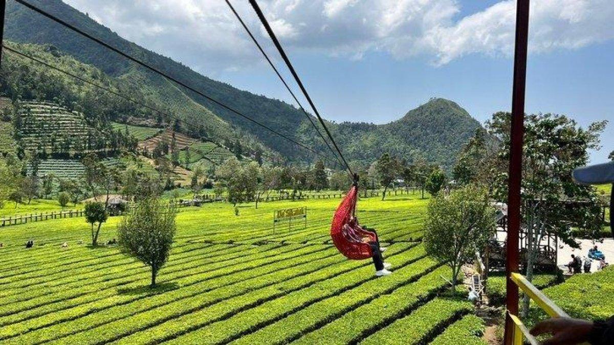 Wisatawan menikmati keindahan kebun teh Tambi, Wonosobo, dari atas gondola di tempat wisata De' Sikatok, Minggu (15/9/2024).