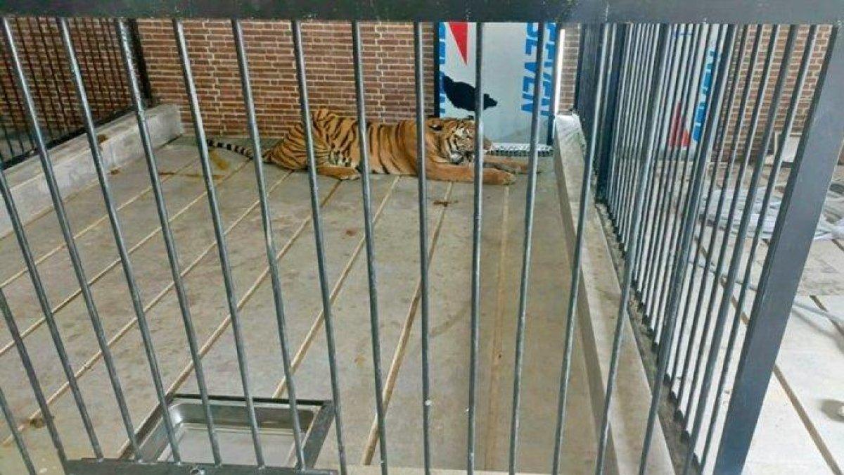 Wujud harimau Sumatera yang telah menerkam seorang pria di sebuah rumah mewah di bilangan Jalan Wahid Hasyim 2, Kota Samarinda, Kalimantan Timur pada Sabtu (18/11/2023). Kini si pemilik rumah saat ini tengah menjalani pemeriksaan di Mapolresta Samarinda.