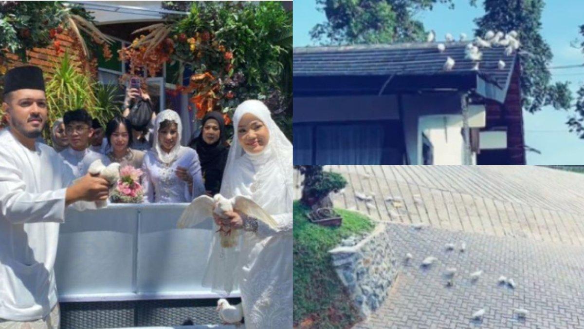 Seorang ibu di Malaysia menyesal melepas 50 ekor merpati di hari bahagia putrinya.