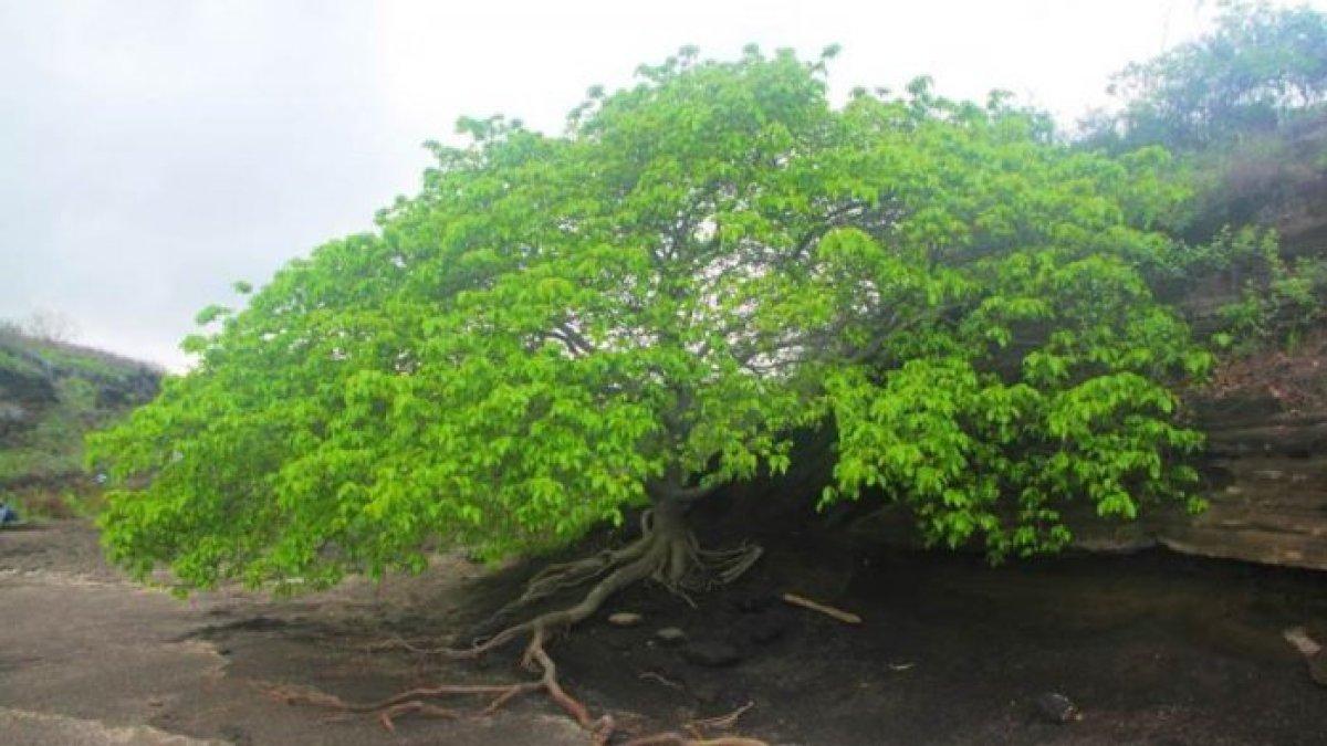 berteduh dibawah pohon untuk menghindari terkena petir saat hujan deras