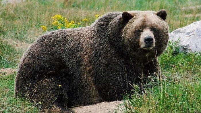 Beruang grizzly
