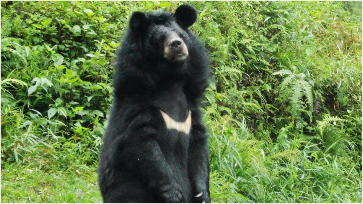 beruang hitam berdiri di kebun binatang Thailand.