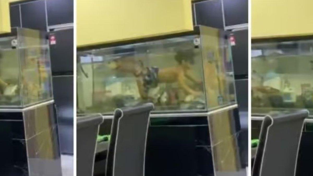 bocah laki-laki berenang di akuarium rumahnya di Malaysia, Maret 2024.