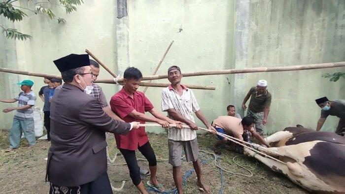 Bupati Cirebon, Imron Rosyadi (berpeci), saat turut merobohkan sapinya yang akan disembelih di Masjid Agung Sumber, Kabupaten Cirebon, Minggu (10/7/2022).