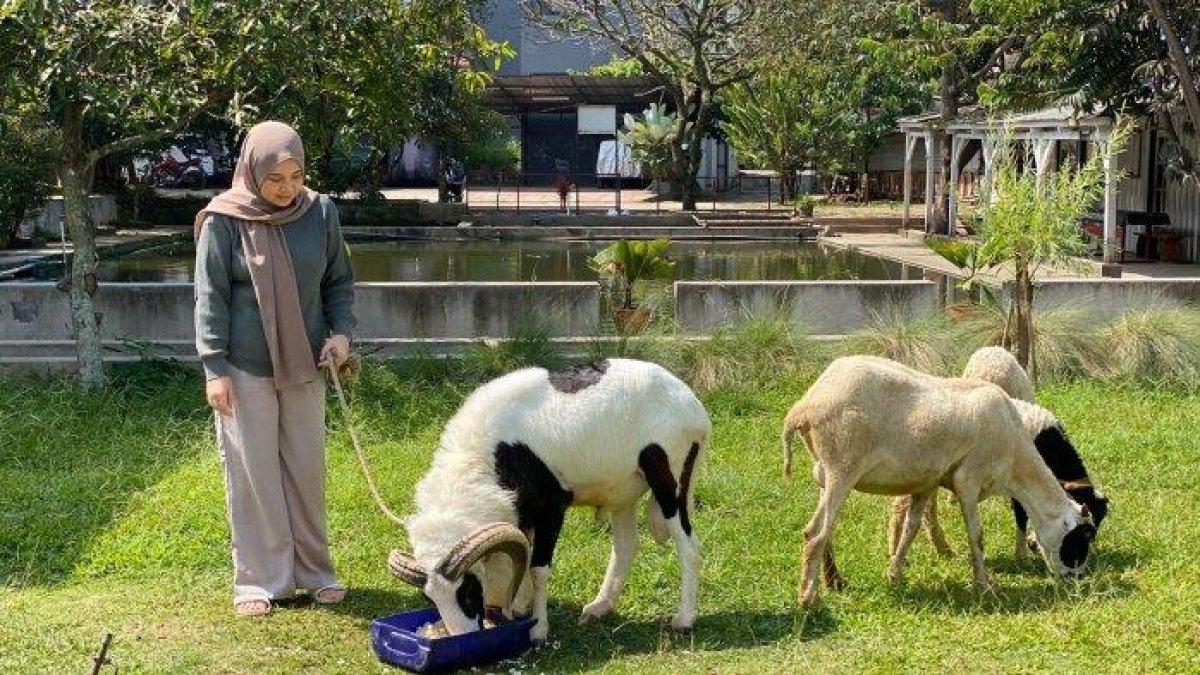 Citra Brilyana (40) seorang dokter gigi yang juga peternak domba. Berawal dari hobi dan senang dengan domba, kini ia memiliki 150 ekor domba yang dikelola tiga pekerja.