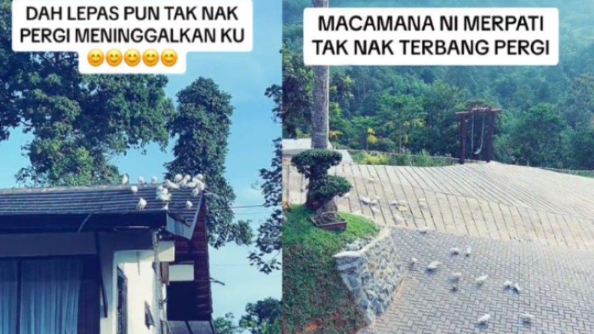 Curhatan ibu pengantin wanita mengeluh rumah penuh kotoran burung usai gelar pernikahan anak.