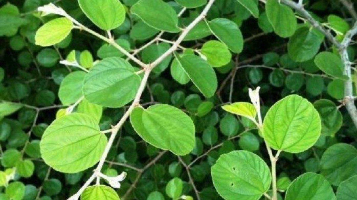 5 manfaat daun bidara untuk mengobati kesehatan