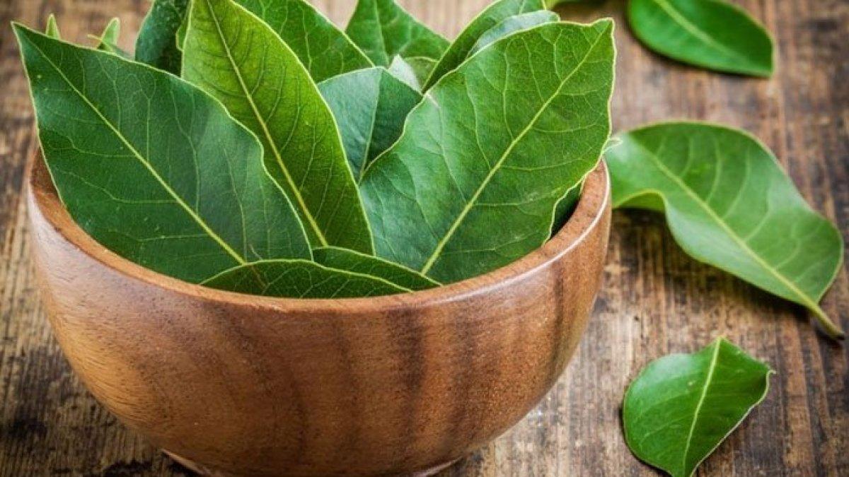 daun sirsak