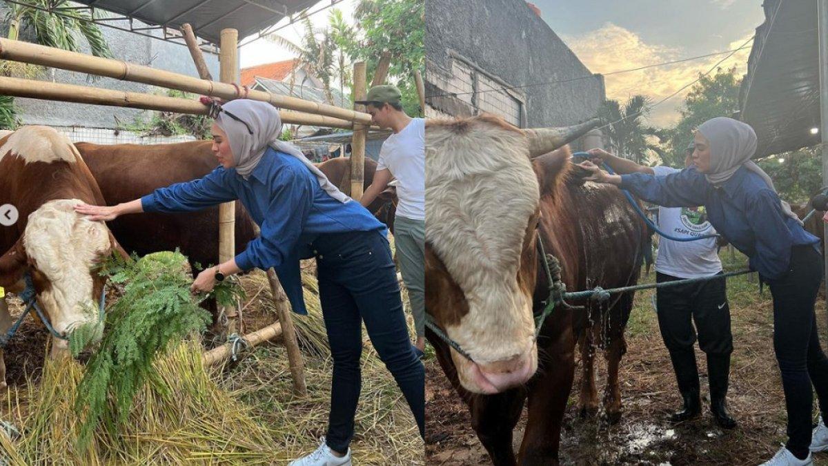 Delia Septianti sedang mengurus sapi dagangannya