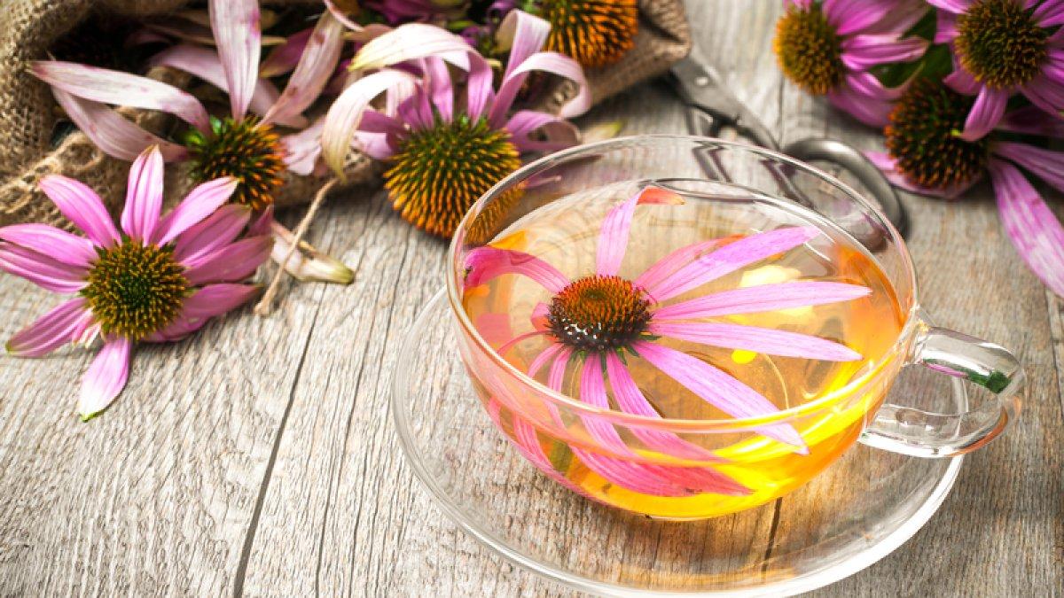 echinacea untuk membantu redakan alergi