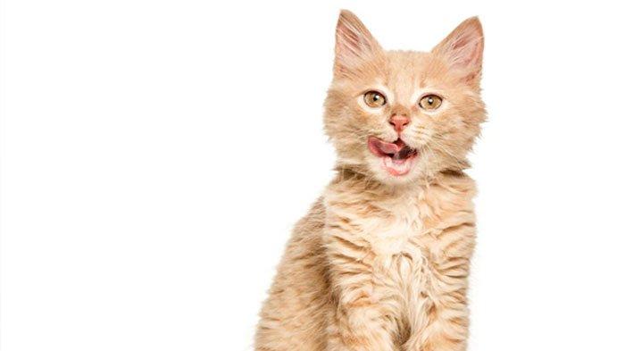 Ilustrasi - wanita wariskan seluruh harta untuk kucing dan anjing peliharaannya