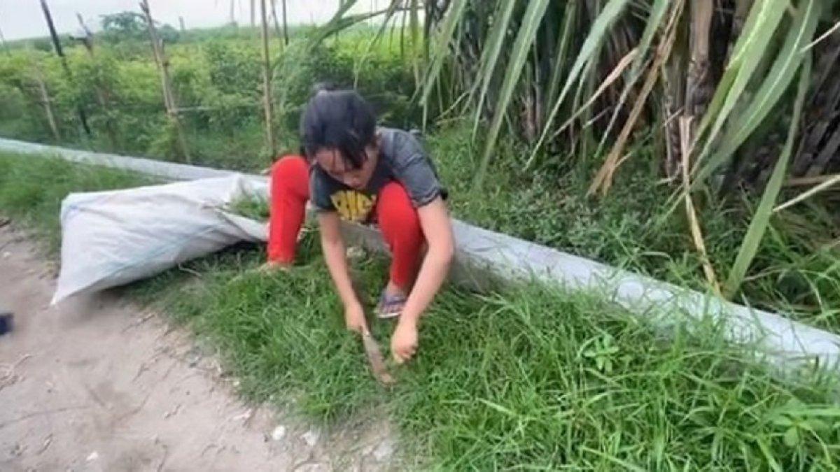 Happy Asmara tengah mencari pakan rumput untuk hewan