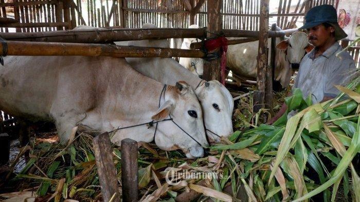 Ilustrasi hewan sapi kurban