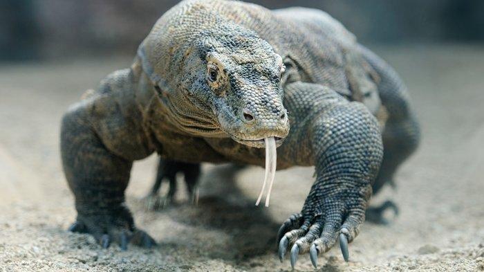 Ilustrasi komodo