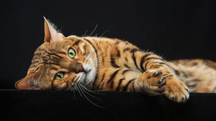 Ilustrasi kucing dianiaya oleh remaja cerdas.