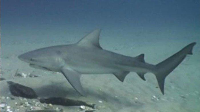 NASIB Bocah 10 Tahun, Niatnya Berwisata di Akuarium Hiu Berujung