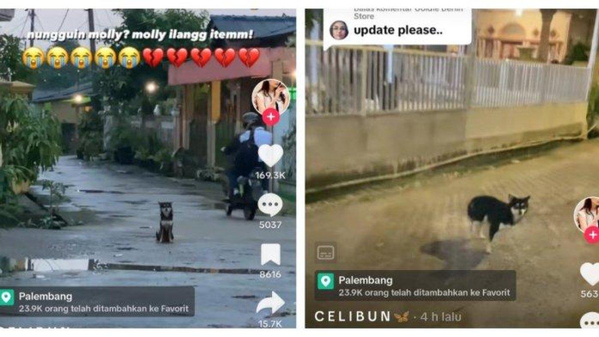 Item, anjing menunggu pasangannya, Molly yang hilang.