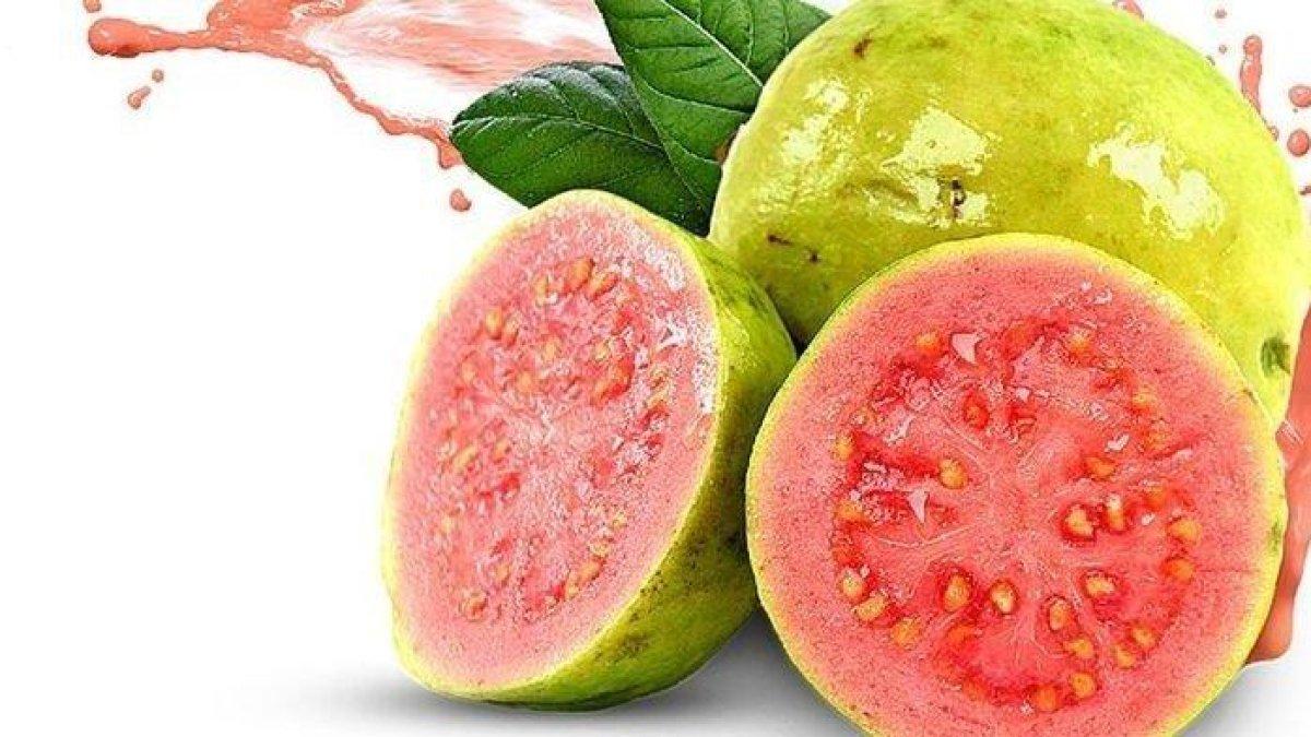 jambu biji untuk mengobati sifilis