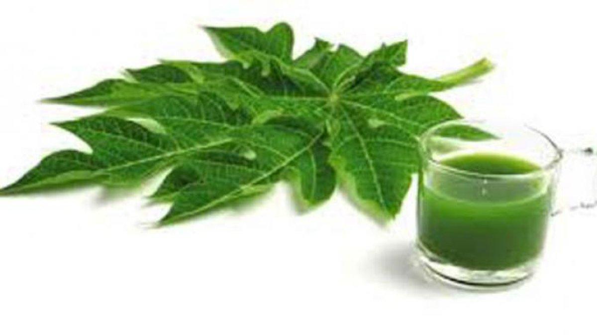 jus daun pepaya untuk mengobati demam berdarah secara alami