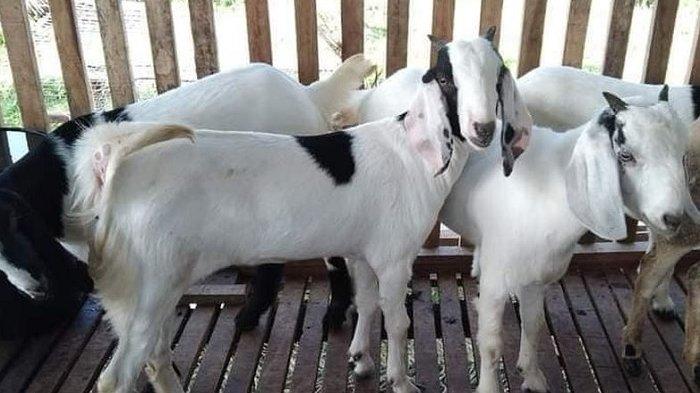 ILUSTRASI - Artis sempat trauma lihat kambing imbas pernah diseruduk