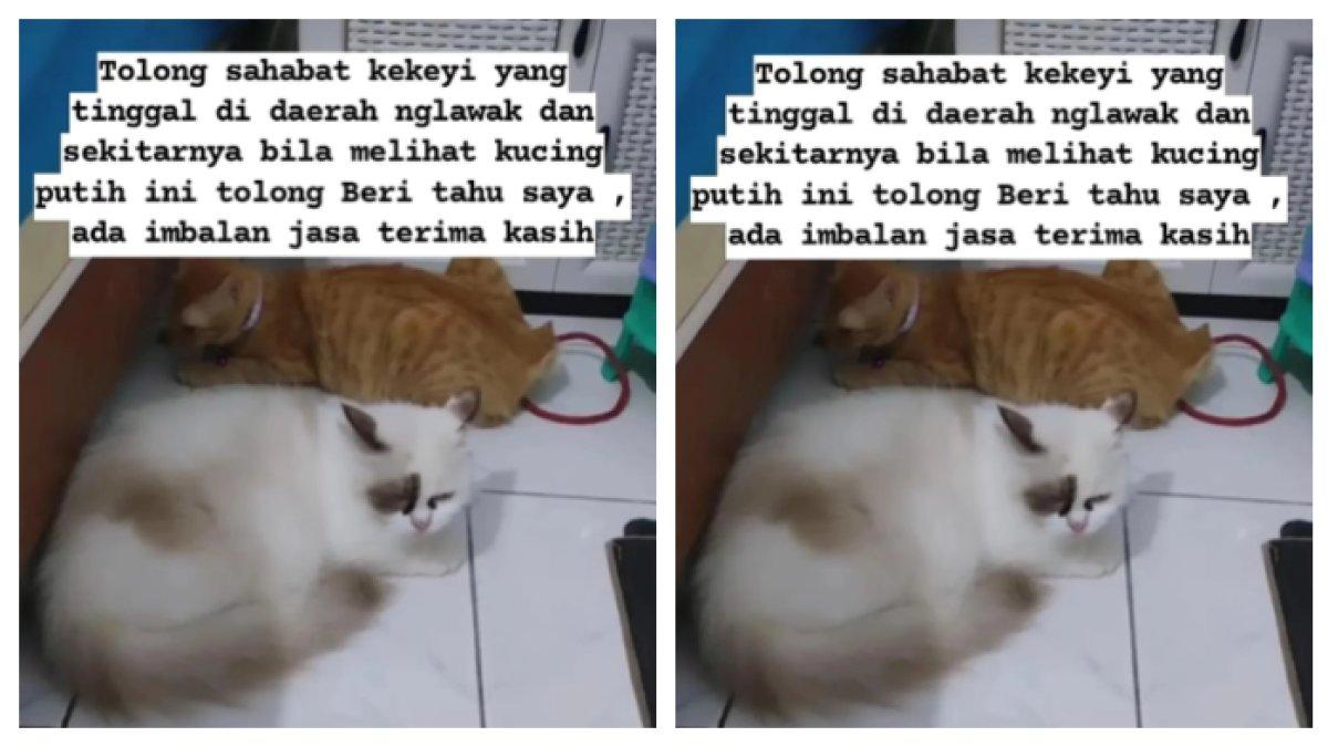 Kucing Kekeyi yang menghilang, akan ada imbalan bagi yang menemukan