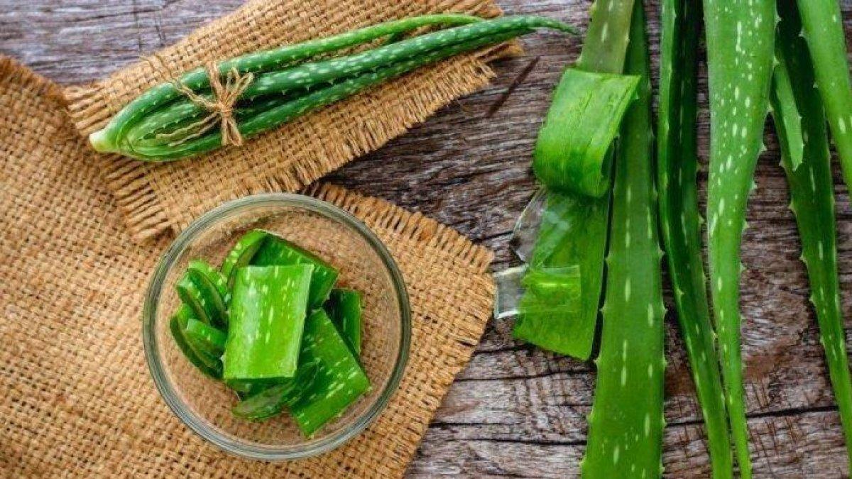 lidah buaya untuk mengobati panas dalam secara alami