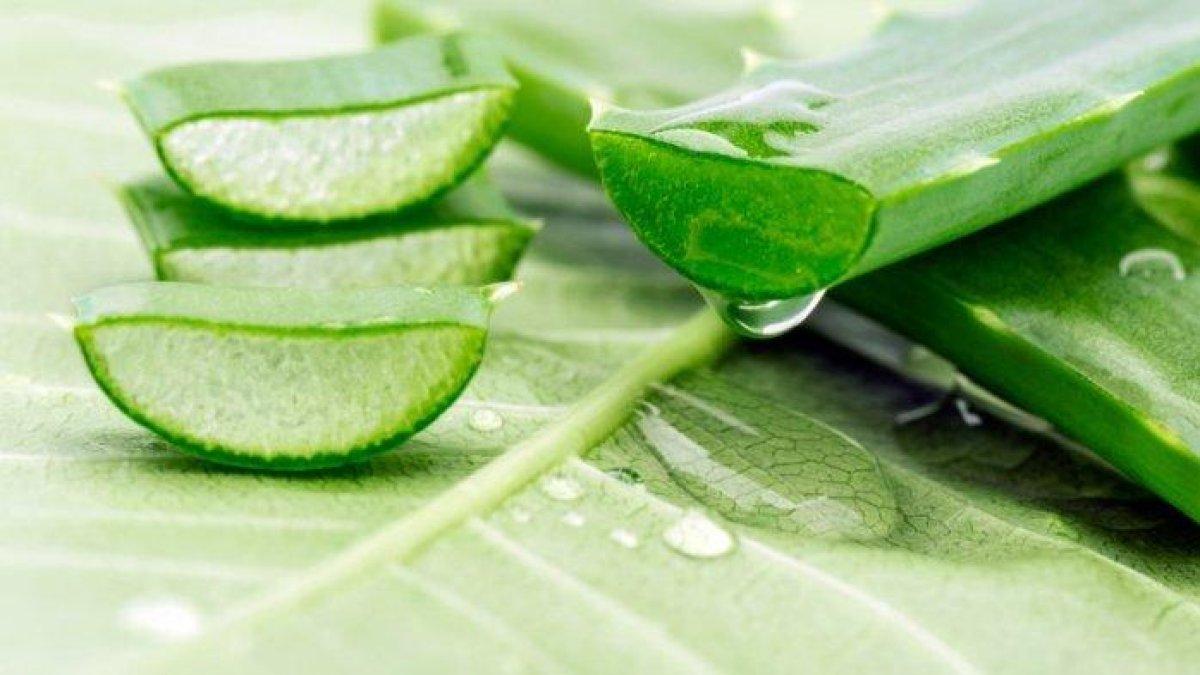 oleskan gel lidah buaya untuk mengatasi alergi dingin