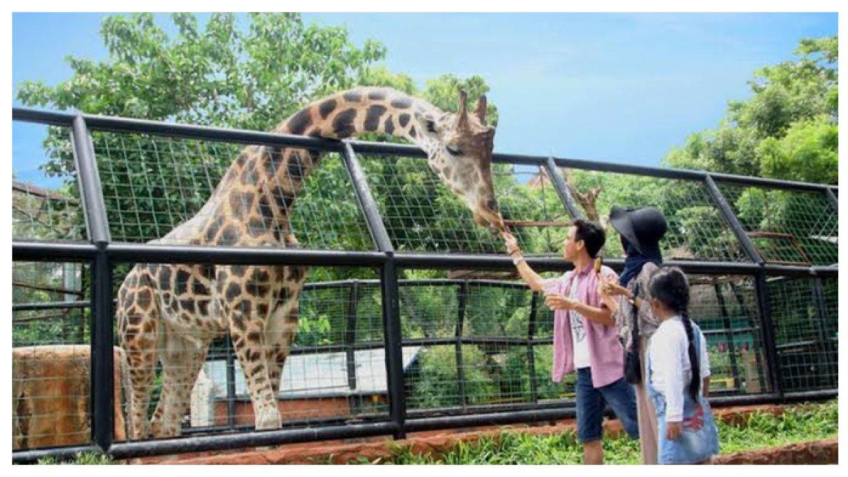 MAHARANI ZOO - Cuma 42 km dari Lamongan! Kebun binatang populer satu kawasan dengan goa unik, banyak spot selfie seru, cocok buat liburan bareng keluarga.