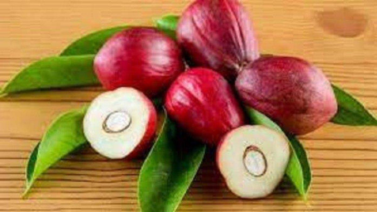 manfaat mahkota dewa untuk menurunkan gula darah