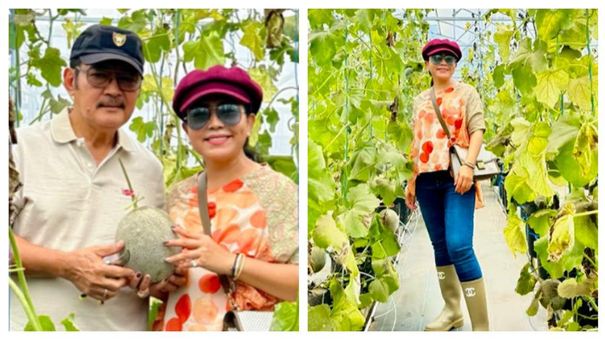 Potret Mayangsari Pamer Panen Melon Bareng Bambang Trihatmodjo, Mantu Soeharto Merakyat