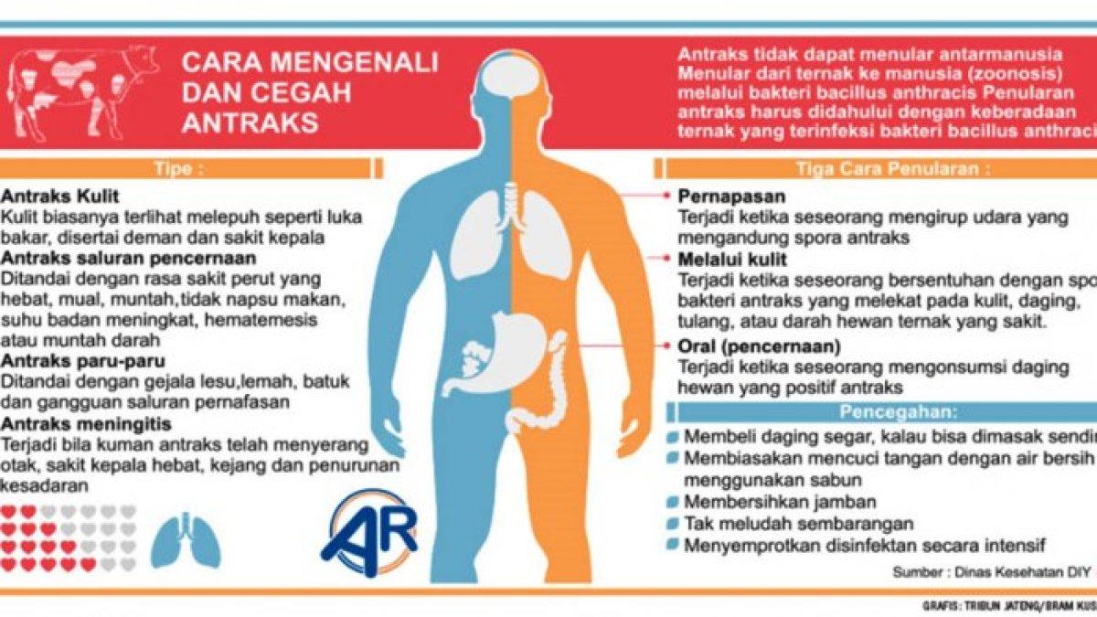 Mengenali penyakit antraks