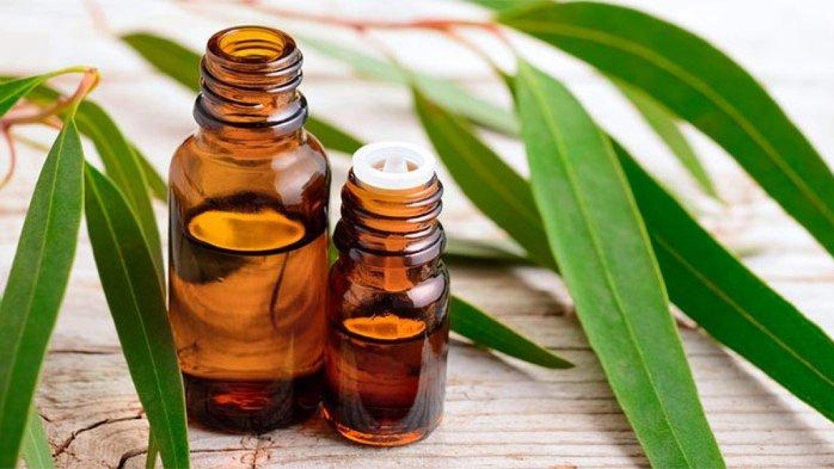 minyak eucalyptus untuk mengobati asma