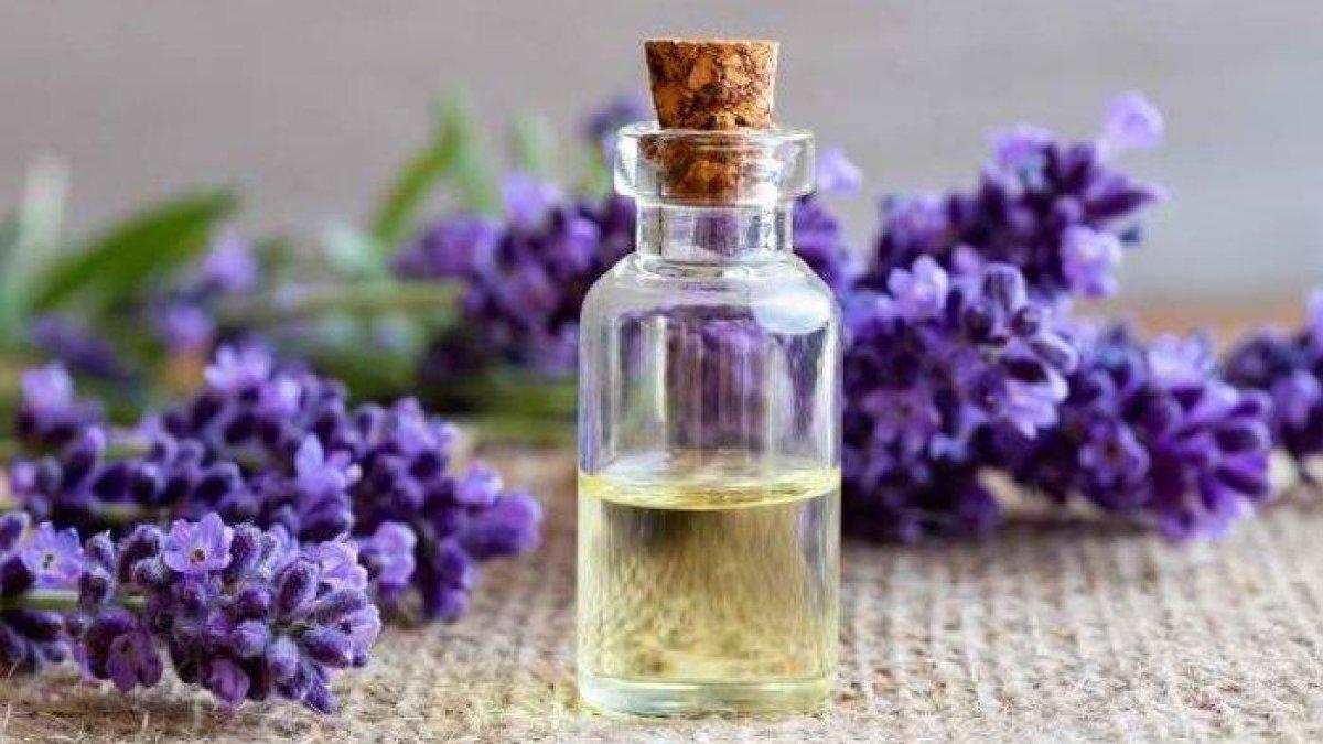 minyak lavender untuk mengobati asma