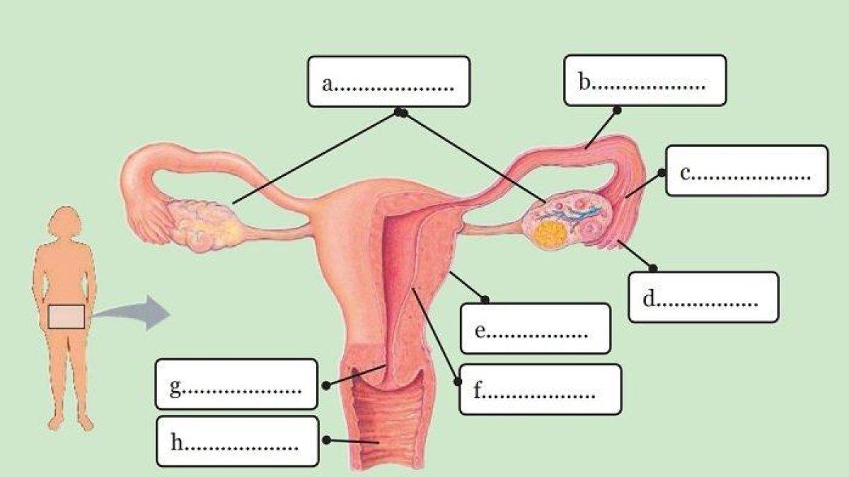 Simak kunci jawaban IPA Kelas 9 halaman 16, organ sistem reproduksi wanita.