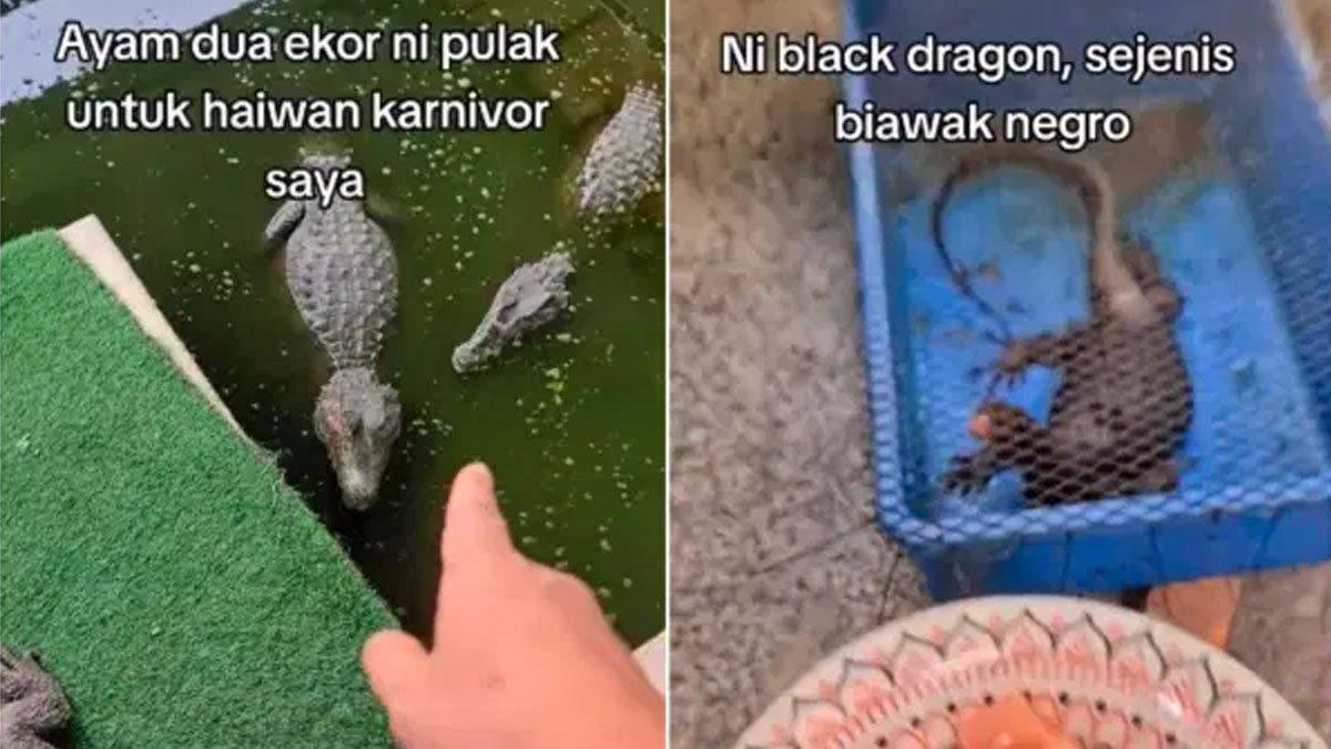 Pasangan di Malaysia pelihara hewan buas di rumahnya.