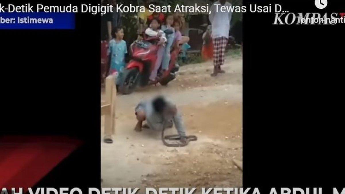 Pemuda di Grobogan tewas dipatuk ular kobra.