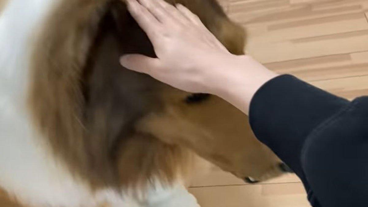 Penampilan pria di Jepang yang mengubah dirinya berpenampilan seperti anjing.