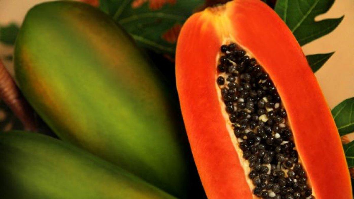 pepaya makanan untuk mengobati sariawan