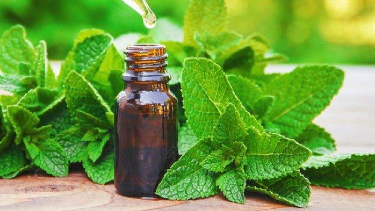 daun mint untuk mengusir nyamuk saat musim hujan