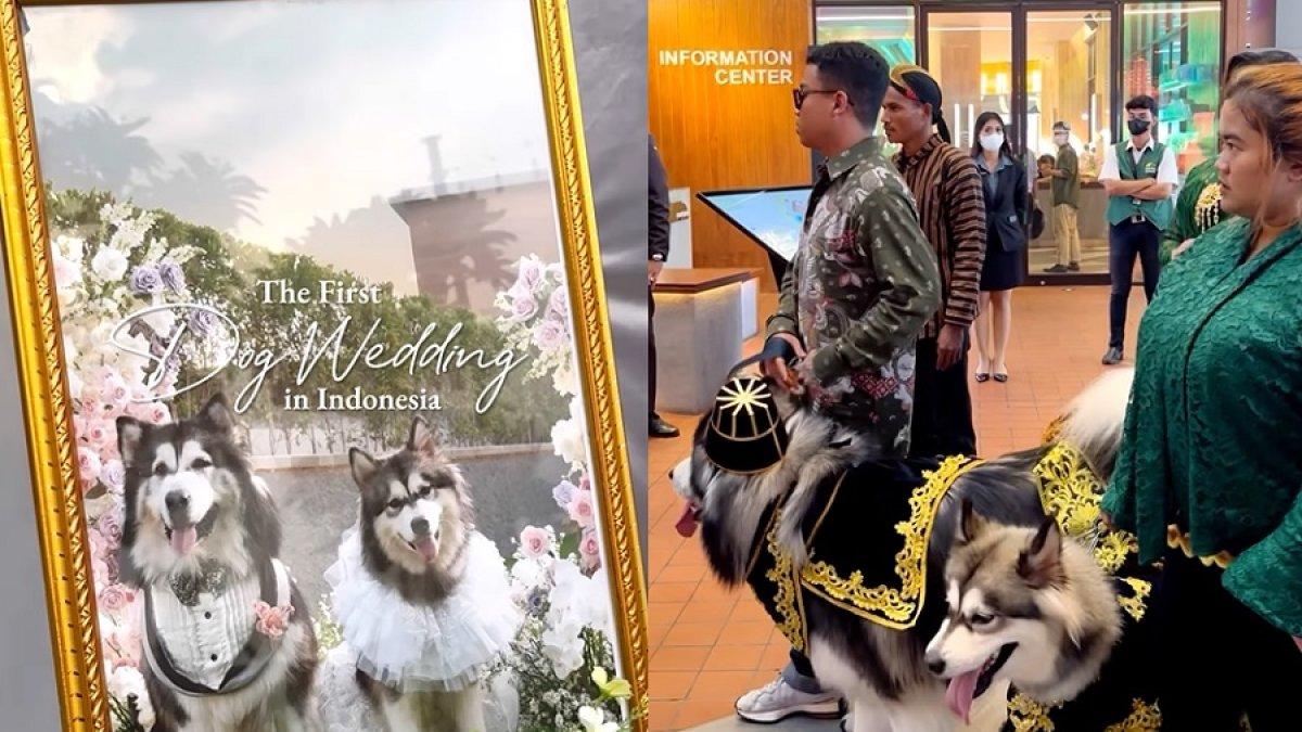 Pernikahan anjing Jojo dan Luna