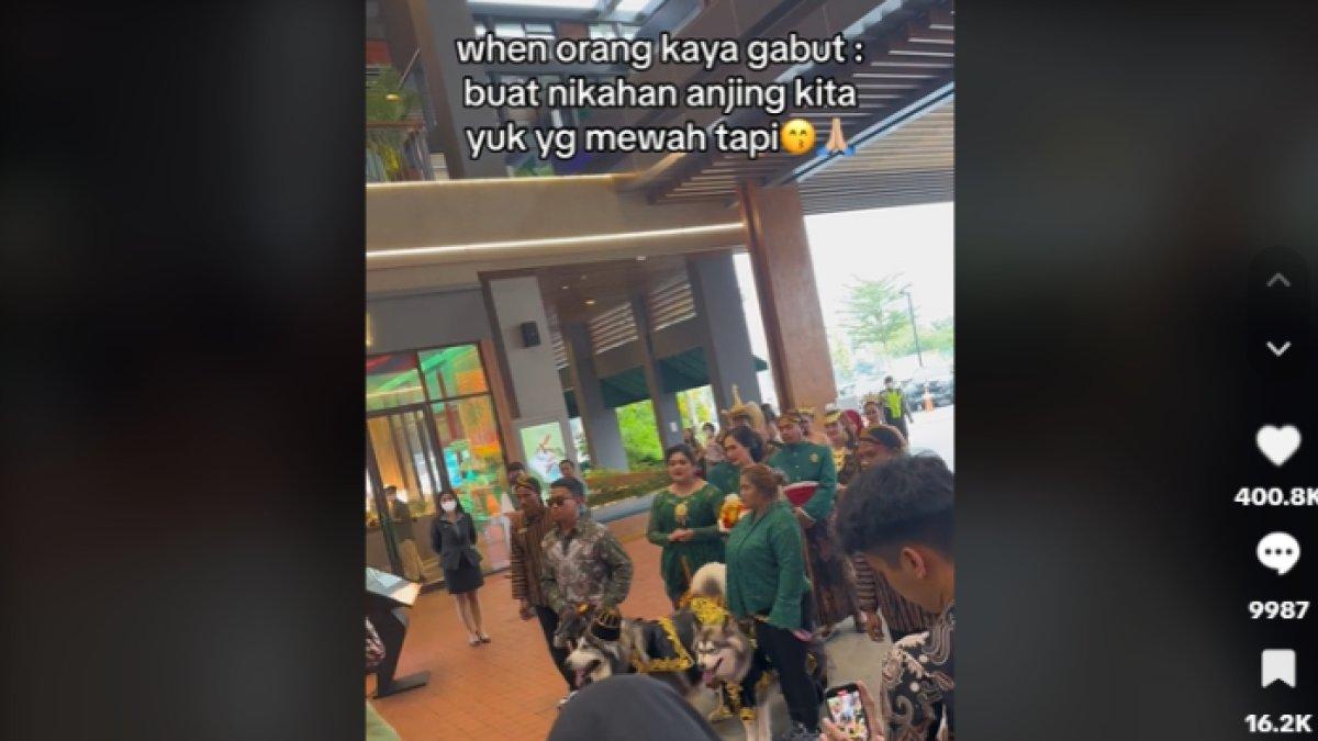 Pernikahan mewah antara dua anjing