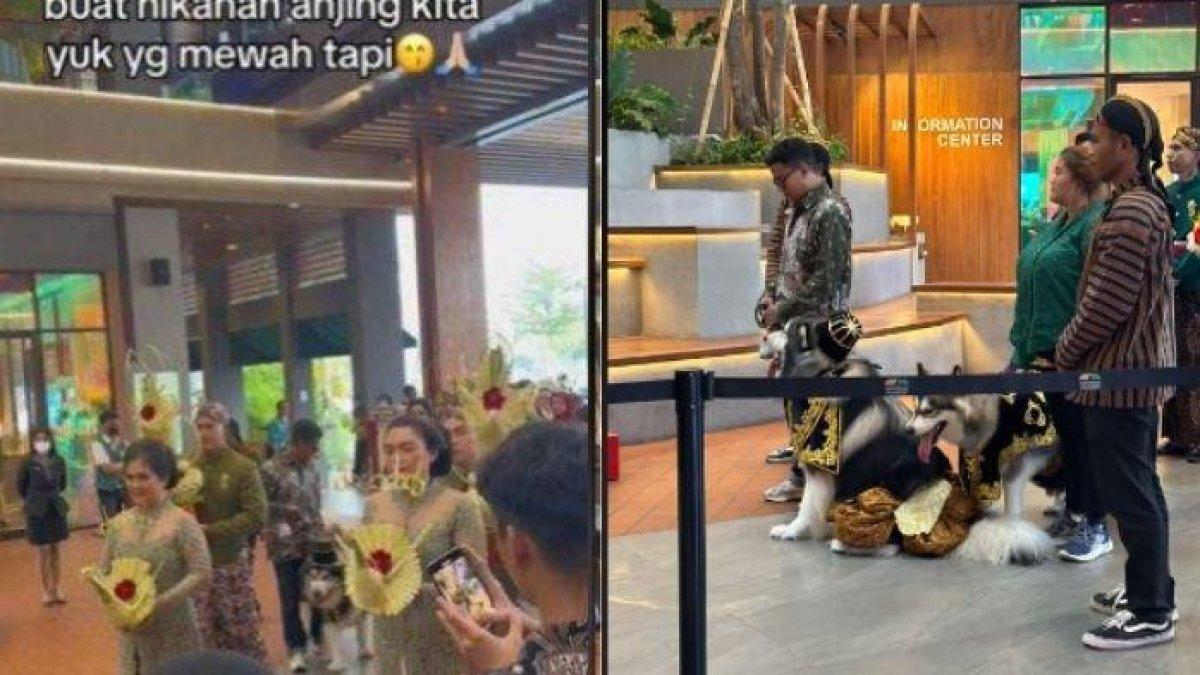 Pesta pernikahan mewah untuk anjing, yang viral di TikTok