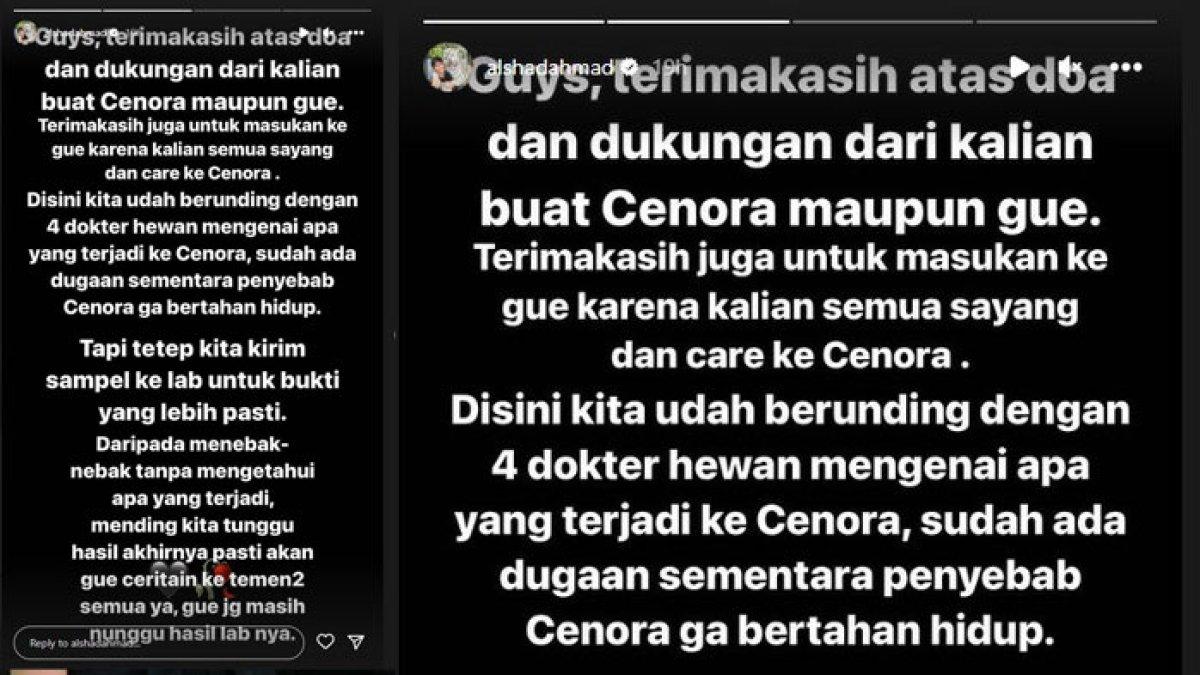 Postingan Alshad Ahmad terkait kematian anak harimaunya