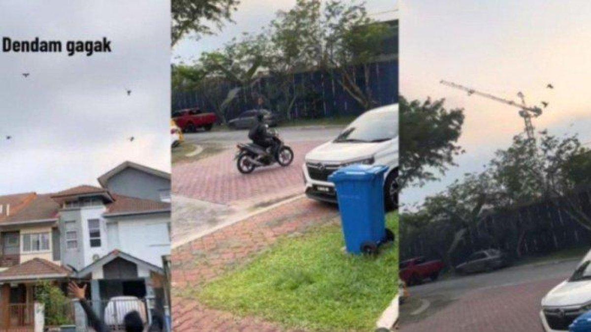 Video viral di media sosial, menyoroti seorang pria yang selalu dibuntuti kawanan burung gagak setiap berangkat dan pulang kerja
